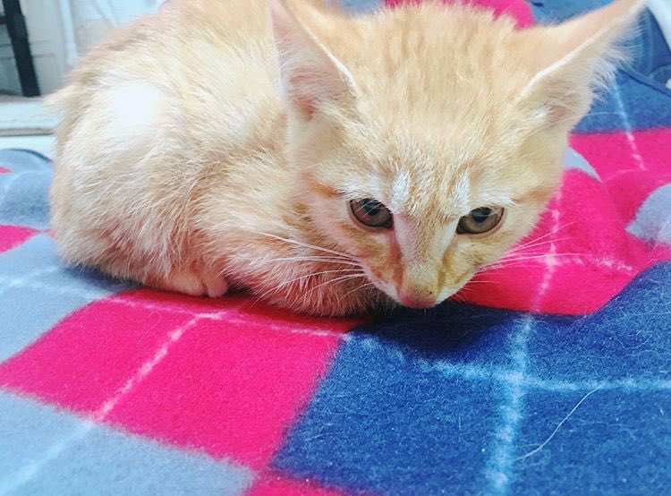 DMPnF3KVAAAdgkz.jpg:large