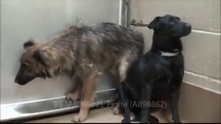 reddogsusie's tweet photo. #CA #PINOLE #SOS
🆘🆘EUTH LISTED-4 TERRIFIED DOGS part of hoarding case💔MUST EXIT 8am Tues 10/17 #ADOPT #RESCUE 👀📼💔
https://t.co/14xrVLjbYt https://t.co/dvTEl6vkzK