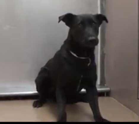 reddogsusie's tweet photo. #CA #PINOLE #SOS
🆘🆘EUTH LISTED-4 TERRIFIED DOGS part of hoarding case💔MUST EXIT 8am Tues 10/17 #ADOPT #RESCUE 👀📼💔
https://t.co/14xrVLjbYt https://t.co/dvTEl6vkzK