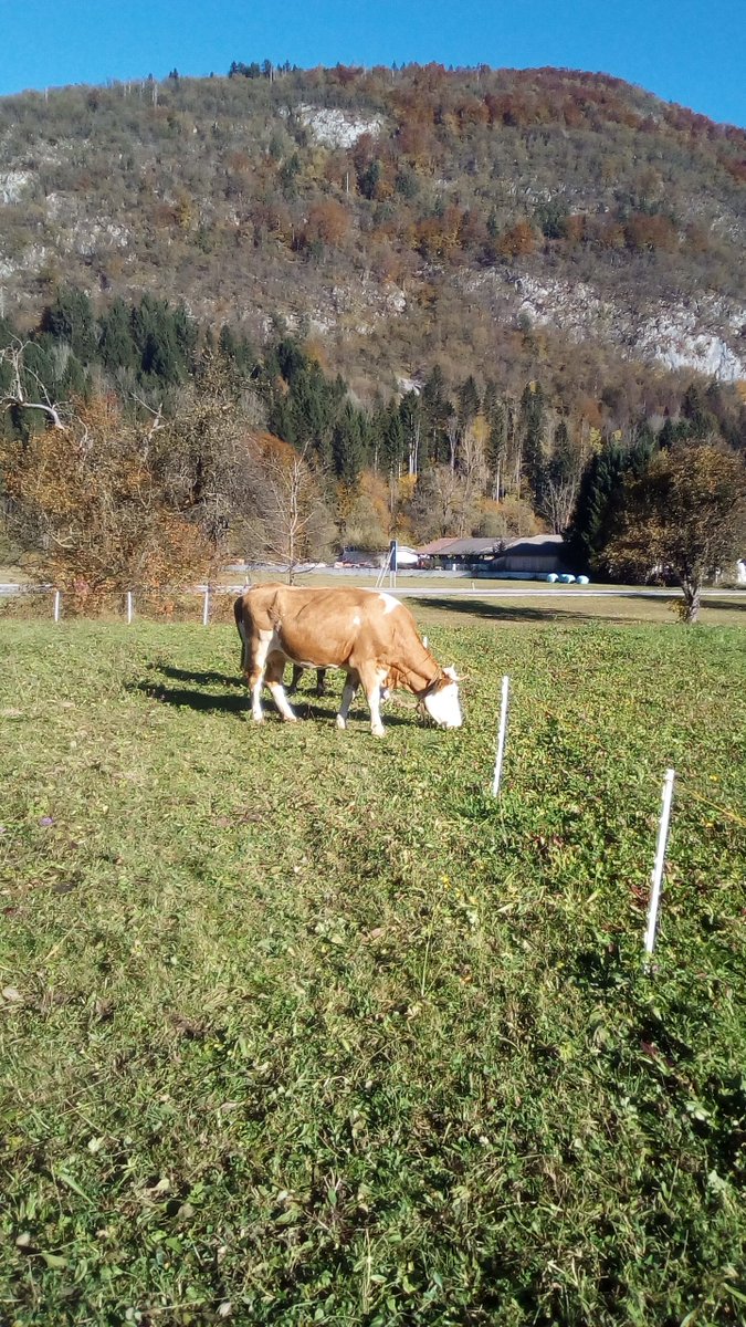 StendlerBostjan's tweet photo. Kravi sta zelo zadovoljni s pašo.
#modro #nebo https://t.co/lSoq28tbVp