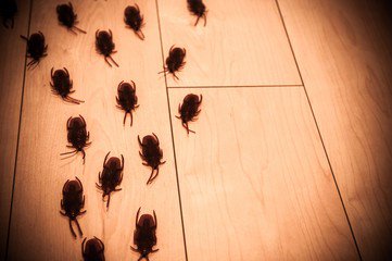 Humetek's tweet photo. Las #humedades son un foco de infección que atrae a insectos tan desagradables como las cucarachas. #Humetek acabará con el problema https://t.co/MBb7P2J3lY