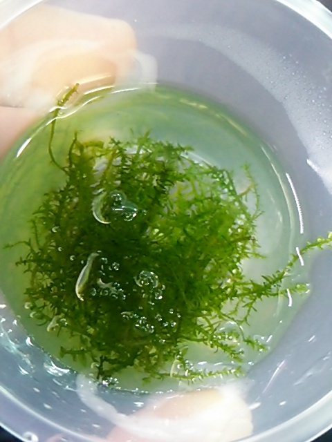 事前連絡制 東京シュリンプ 極 A Twitter 珍コケの特売やってます 種類は リカルディアsp Wayanad モスsp ベトナム モスsp バタンアイ モスsp ベネズエラ ギアナ高地 モスsp ゴイヤス モスsp マレーシア ジョホール ディスチコフィルム マイバラエ などなどです 事前連絡制 東京シュリンプ 極 A Twitter 珍コケの特売やってます 種類は リカルディアsp Wayanad モスsp ベトナム モスsp バタンアイ モスsp ベネズエラ ギアナ高地 モスsp ゴイヤス モスsp マレーシア ジョホール ディスチコフィルム マイバラエ などなどです
