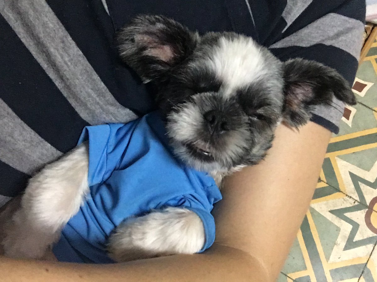 casperchiuuuuuu's tweet photo. Pagaling na sya 🐶😇 https://t.co/NUEWjFmVHS