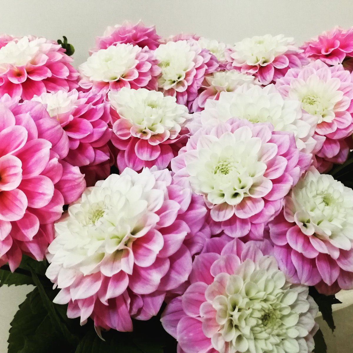 Dalias 💮 ESPECTACULARES!!! Feliz lunes a todos! #flores #flowers #lunes #ramodeflores #weddingflowers #wedding #artefloral