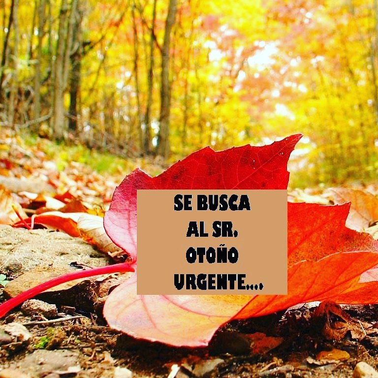 gaviotita_123's tweet photo. Me gustaría saber alguien ha visto donde se encuentra ¿El OTOÑO ese otoño romántico si alguien lo ve diganle que lo estamo esperando #FLune🍁 https://t.co/0p94A6YE4E