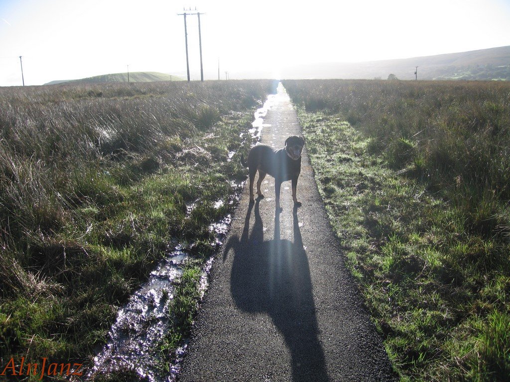 thewelshgit's tweet photo. 1st #Photo is Lily on this day in #October 2016 the others #SamePlace #SameMonth #October 2017 #Dogs #MansBestFriend #Photography https://t.co/JjTyraPrKC