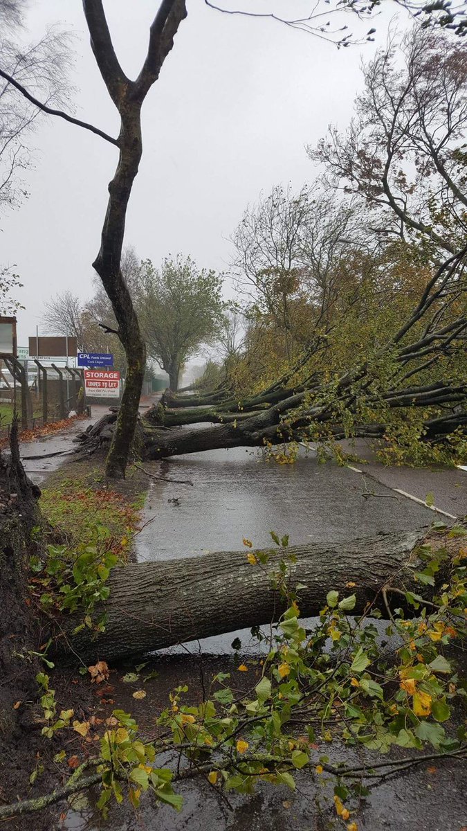 #Ophelia
This avenue got badly hit...