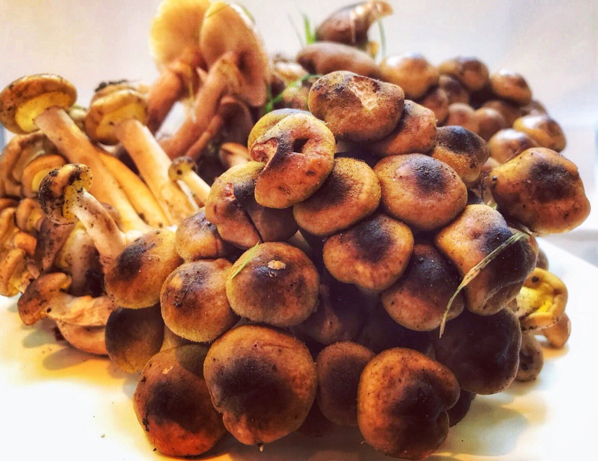 QuirinaleResto's tweet photo. All good things are wild...and free 🍄 #funghichiodini #wildlife #autumn #organic #handpicked #chefstalk https://t.co/HpieslRY0A