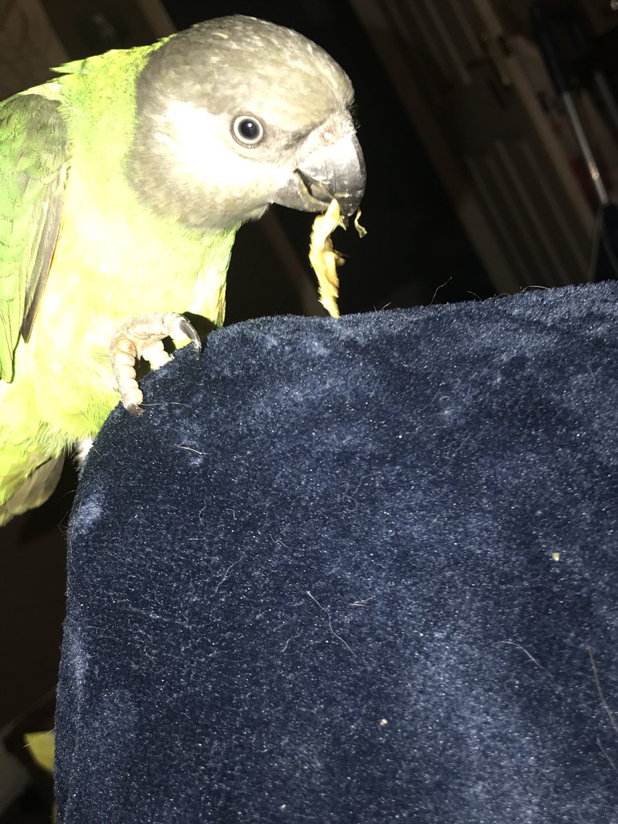TuckerRingneck's tweet photo. Got some chicken from the human 
- Dylan https://t.co/EYWWYyo9mF