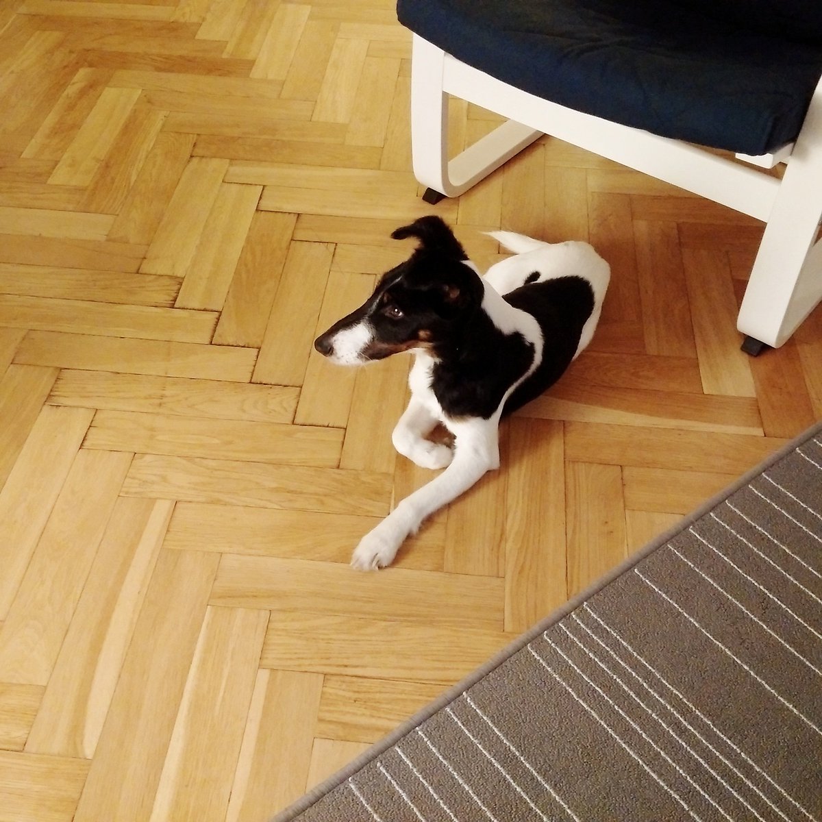 pavelvrzala's tweet photo. 171015 - meet Fox - waiting for evening walk
#Fox #foxterrier #dog #waitingforwalk #elegant https://t.co/20U9La38Ou
