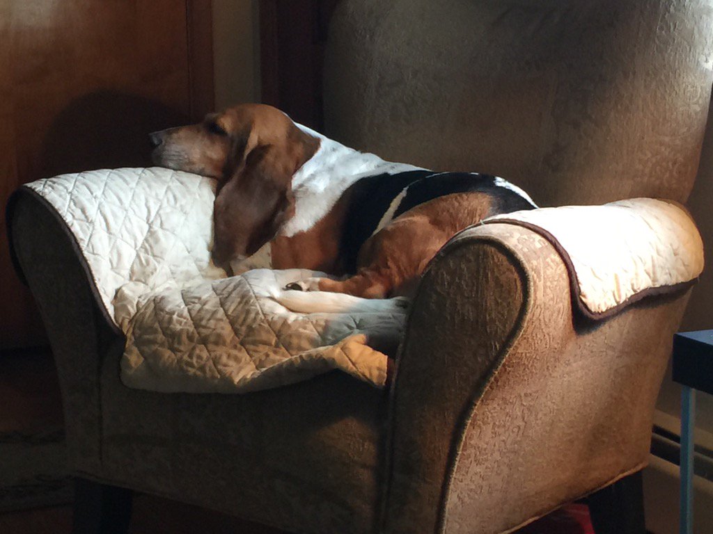 bbbbethc's tweet photo. Another #MondayMorning #MissDorie #dogsoftwitter #mylove #bassethound #BestFriend https://t.co/Zo7eHr5bcV