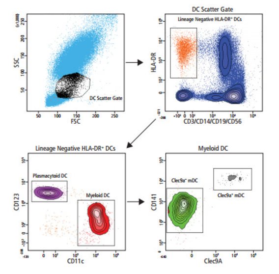 BDBiosciences's tweet image. Analysis of human #DendriticCell populations on a BD LSRFortessa™ X-20 #CellAnalyzer ow.ly/pXM330f4Clq #MondayMotivation