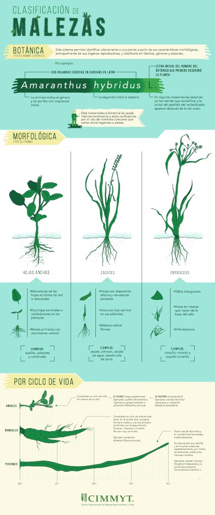 ACCIMMYT's tweet photo. Ya salió la infografía de #MalezasAC
https://t.co/cHIbn87HXs https://t.co/6SjGcj8xA6