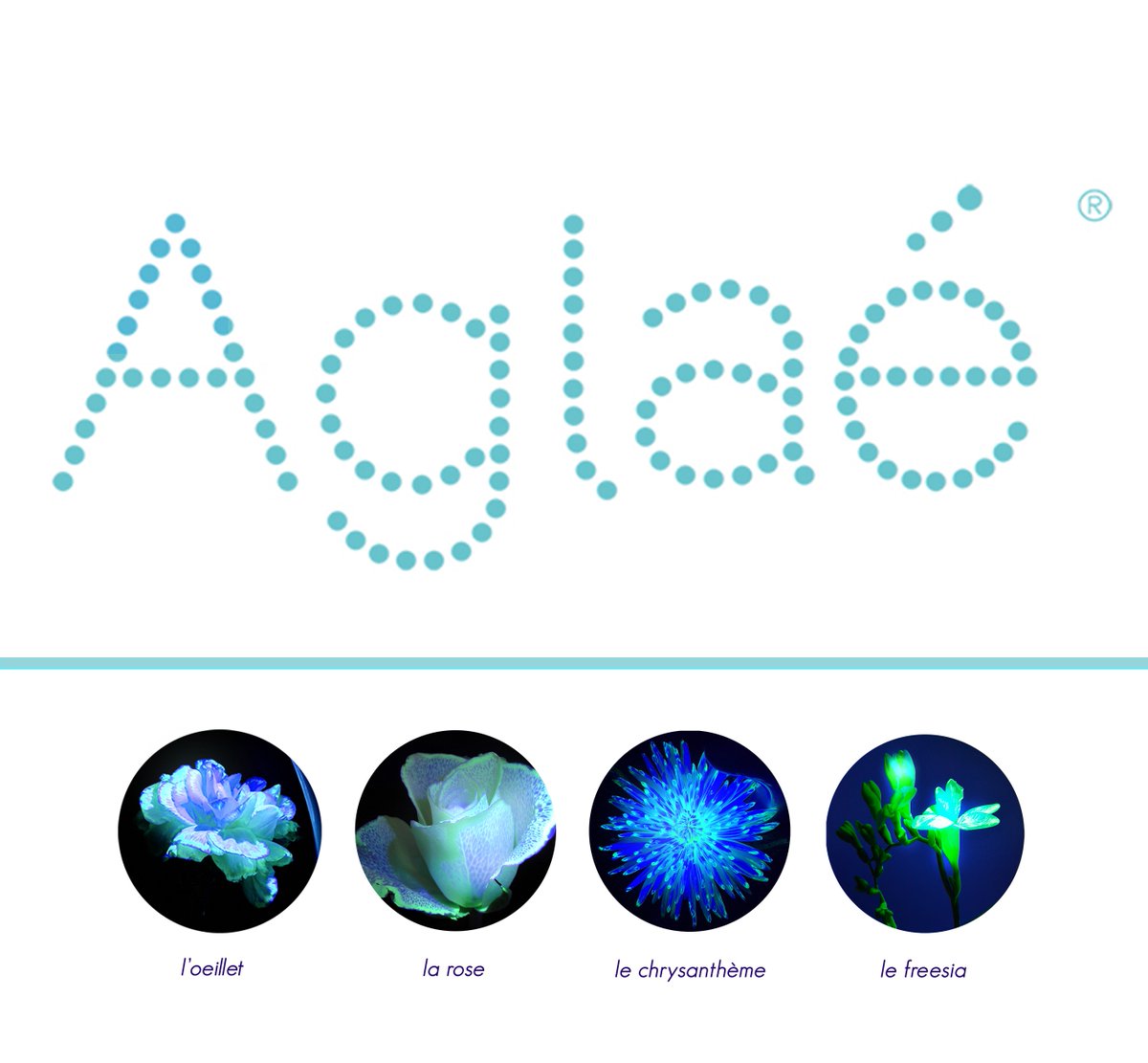 Aglaé, 1ère agence de design végétal luminescent.