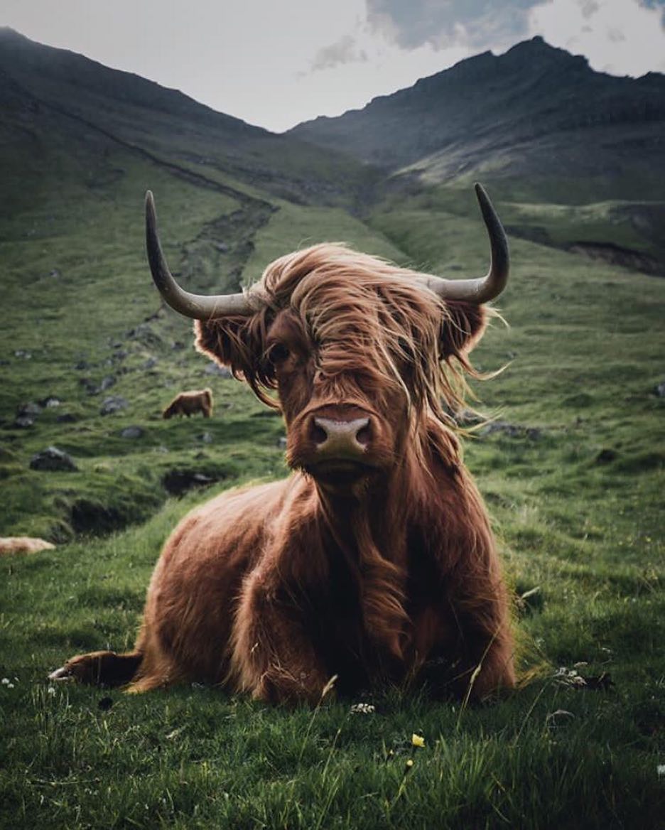 iloveplaneta's tweet photo. Highland Cattle sporting the Mane 🐄 
#MaisPlaneta #PlusPlanet
Photography by © @dominiclars https://t.co/fnE2muwQ9C