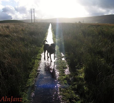 thewelshgit's tweet photo. 1st #Photo is Lily on this day in #October 2016 the others #SamePlace #SameMonth #October 2017 #Dogs #MansBestFriend #Photography https://t.co/JjTyraPrKC