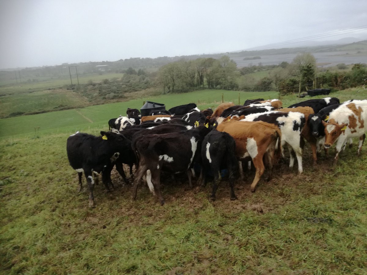 JoyceRonan's tweet photo. Id like to wish the r1 heifers the best of luck today. Ur on ur own girls .. #fullofnuts https://t.co/bk6deJXeZH