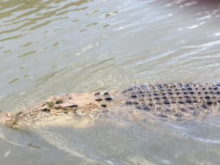 AndyDonaldCCG's tweet photo. Kakudu nat park41 degrees yesterday croc hunting! today walk Darwin before moving onto Cairns tonight. Tmw Barrier Reef #adventureoflifetime https://t.co/ddyNf3WEbt