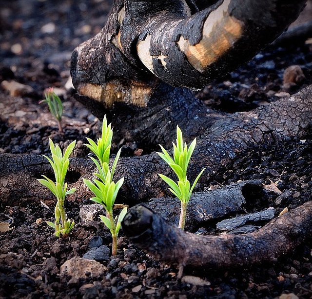 wholecontract's tweet image. a nosa solidariedade para o pobo galego 
  #QueimanGalicia #ArdeAsturies