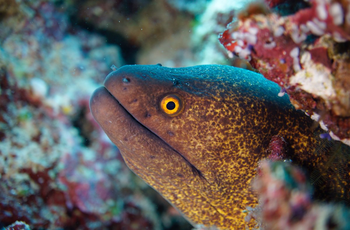 assaray's tweet photo. Happy #internationaldayofsmile π #moray #morayeel #yellowmargin #maldives #underwater #scubadiving #picoftheday #natgeo #paditv #loveit https://t.co/mdCa6rKtNK