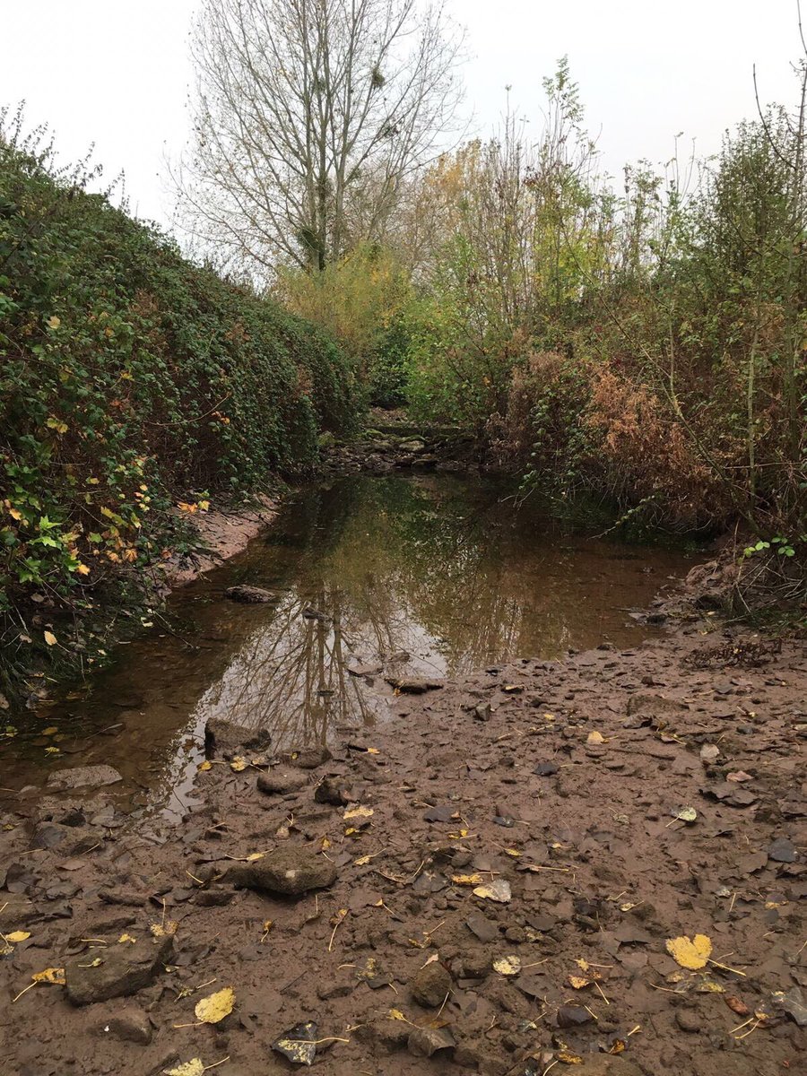 DaveThroup's tweet photo. Back on the river Dore #herefordshire today. Continues to dry out and further fish stranded with falling oxygen levels. https://t.co/paSUquynlP