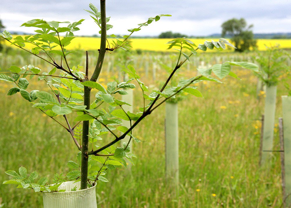 HunterAlison's tweet photo. If you have passion for woodland creation &amp; the time to commit @The_HOEF are looking for Trustees to join our Board. https://t.co/1ZJNX1BD6i https://t.co/GP6FoF2CY1