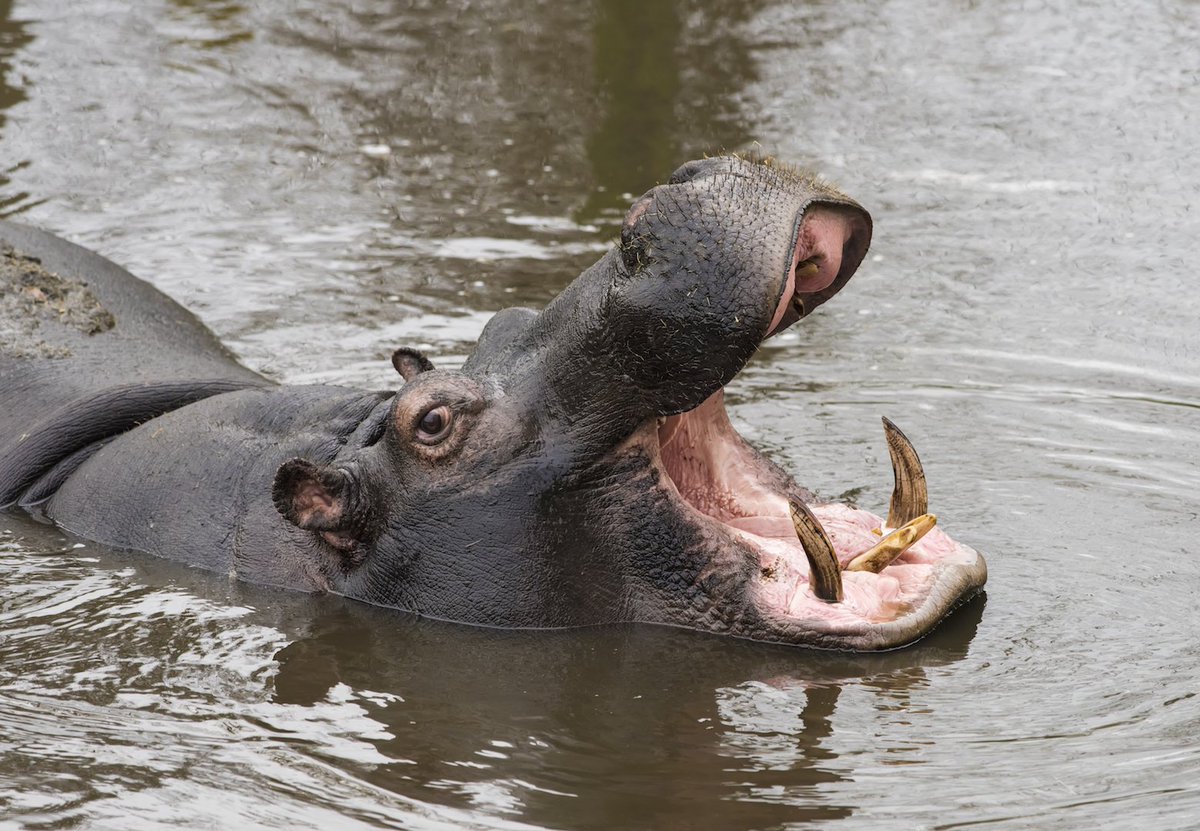 WestMidSafari's tweet photo. It’s Friday! 😜

#FridayFeeling https://t.co/mqrwnG1hd3
