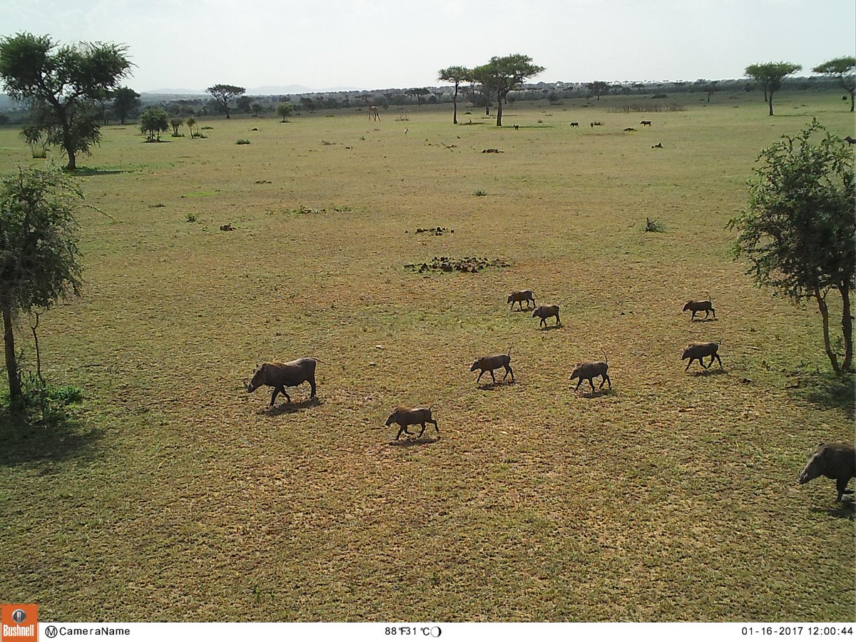SerengetiFire's tweet photo. So many babies!!

#cameratrap #africa #research #Grumeti https://t.co/FRwSf2nRgn