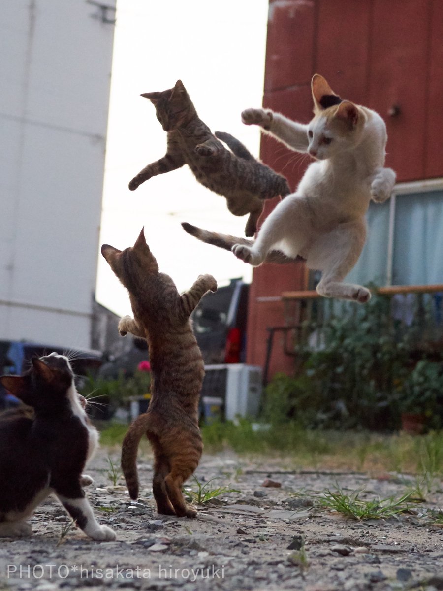 ジョジョ立ちする猫たち