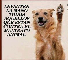 Maltratar una mascota es de cobardes, si lo presencias  denuncia o infórmanos  ☎️062. 

Nadie tiene derecho a humillar a los animales.