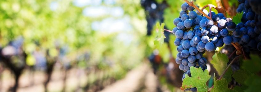 mediospymes's tweet photo. ¿Quieres saber cuáles son las mejores cuentas de bodegas de #vino en TW? https://t.co/lMMdcdNmD5 https://t.co/ApQECbS72G