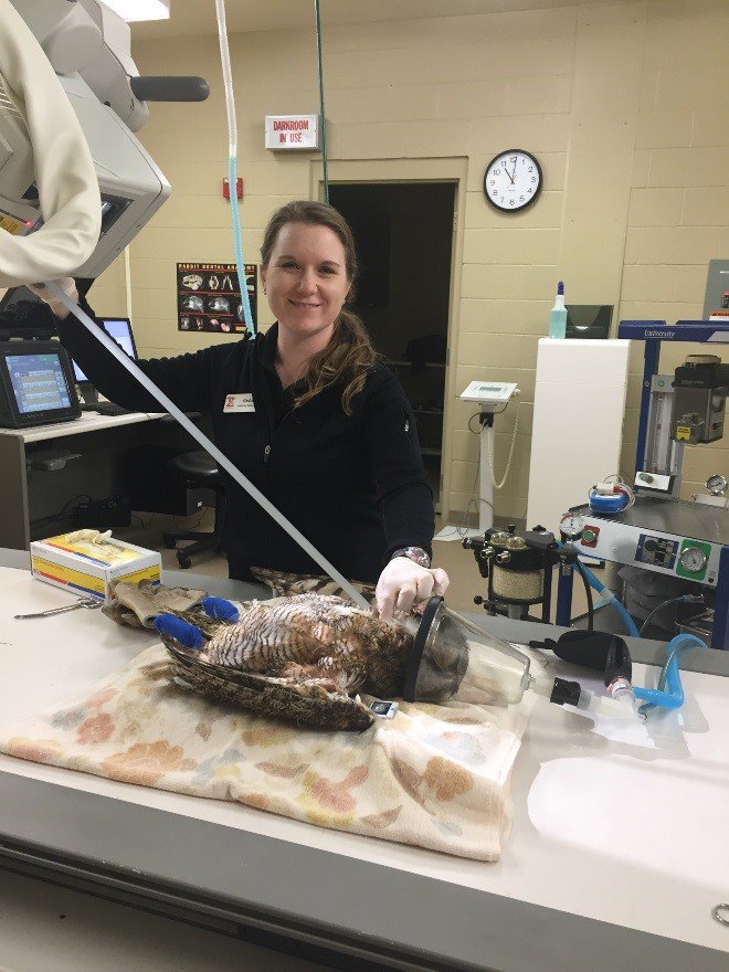 TulsaZoo's tweet photo. #VetTechTakeover As registered veterinary technicians, we are trained in the positioning and collection of radiographs, or x-rays. https://t.co/A6QeNqSFBL