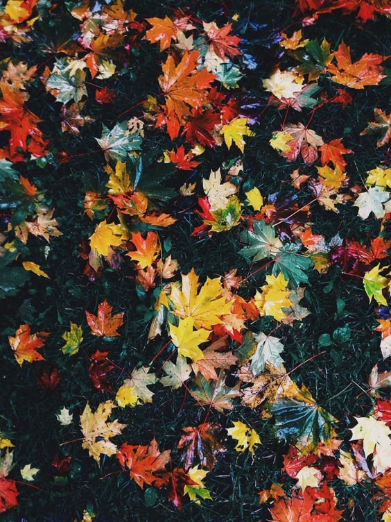 outdoorfnd's tweet photo. Is kicking through the autumn leaves on anyone else's #weekendbucketlist? #never2old #friyay #outdoornation https://t.co/88zQVEdpIL