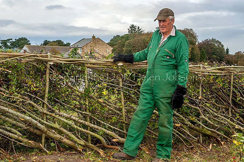 jobsonhphoto's tweet photo. Ancient craft showcased in Durham annual hedge-laying competition 2017 @DurhamCouncil @ThisisDurham #hedgelaying #wildlife #farmingpractice https://t.co/JwA7U330VN