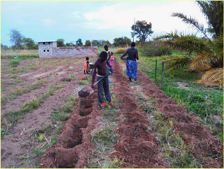 owc_India's tweet photo. Techniques for increased #organic Avocado production in Zambia, Munshimbwe Chitalu tells us more @owc_India @IFOAMorganic #farmer #farming https://t.co/pEoEtIiudB