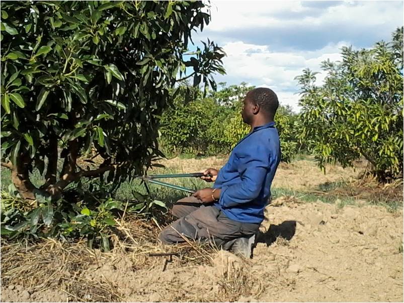 Techniques for increased #organic Avocado production in Zambia, Munshimbwe Chitalu tells us more <a href="/owc_India/">OrganicWorldCongress</a> <a href="/IFOAMorganic/">IFOAM - Organics International</a> #farmer #farming