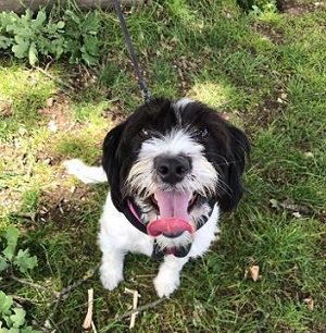 #Hampshire Shiloh is a high energy and bouncy dog but an extremely lovable and beautiful little girl too.
She ... rescuedogs.org.uk/dog-rescues/so…