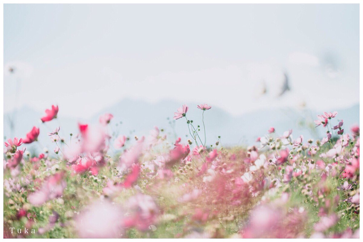 chuka_chuka3's tweet photo. 「  秋  桜  」

#ファインダー越しの私の世界
#コスモス https://t.co/lpr6TzyQn4