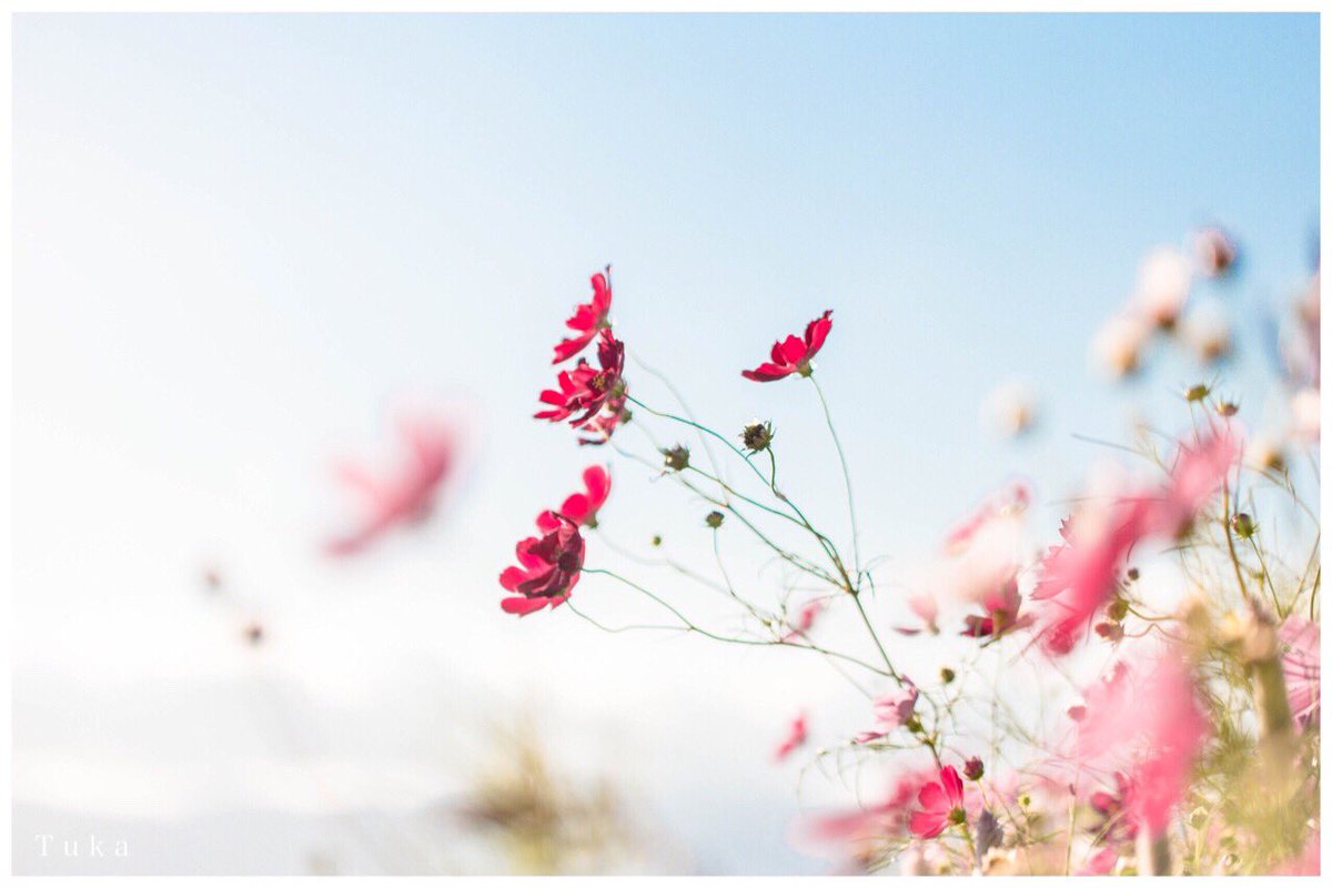 chuka_chuka3's tweet photo. 「  秋  桜  」

#ファインダー越しの私の世界
#コスモス https://t.co/lpr6TzyQn4