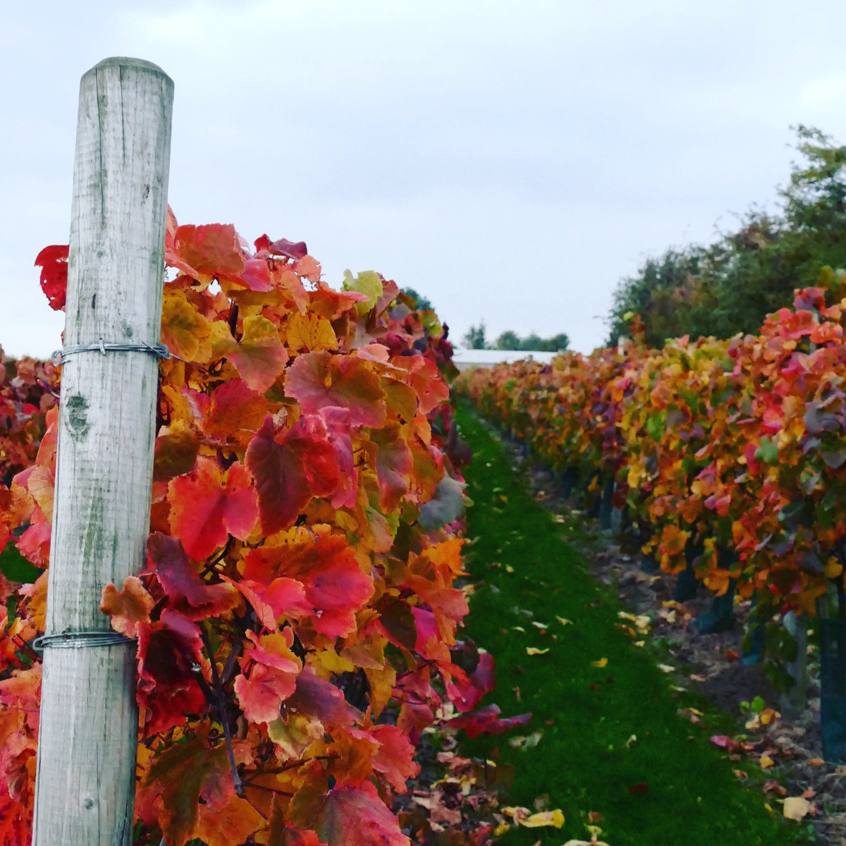 LaurelVines's tweet photo. We have some serious #splashesofcolour in the vineyard at the moment! What a contrast between the grass and vines #Autumn #EnglishVineyard https://t.co/MVsclQmFCG