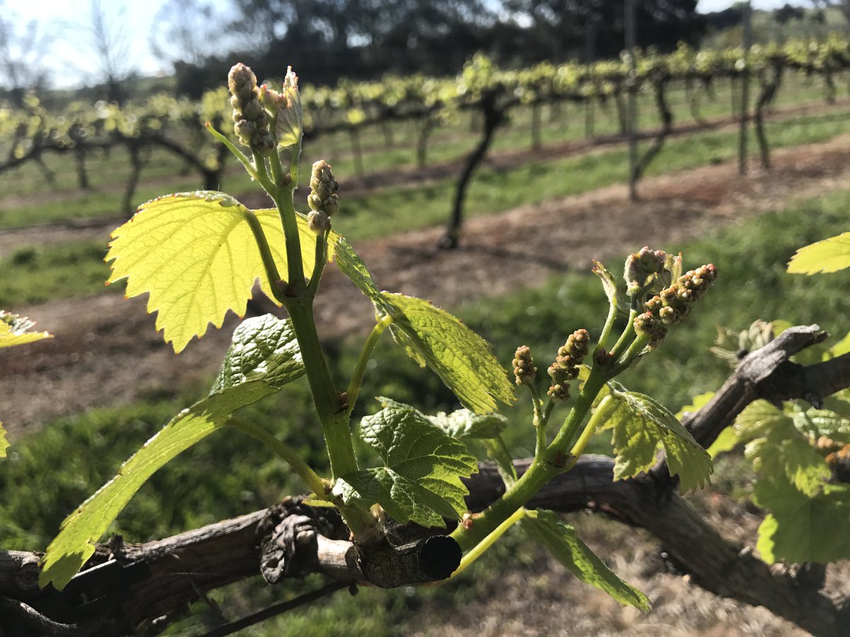 A special plea to landholders living near vineyards - the vines are out so be careful what you spray! Advice here dpi.nsw.gov.au/biosecurity/we…