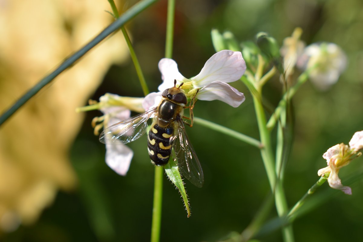 SamuelMarent's tweet photo. Female #Scaeva pyrastri, pied #hoverfly. #Syrphidae #Diptera in my #garden today.
#photography #nature https://t.co/lEeShLujim