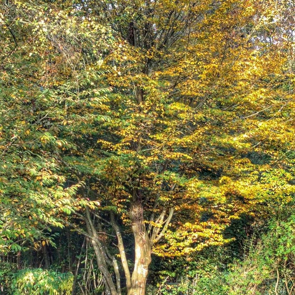 Pierre_Alouit's tweet photo. Belles couleurs d'automne . #love #follow #sun #trhee https://t.co/253lEMjWaZ https://t.co/YVYusVcG6u