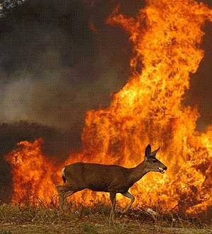 7189GLR's tweet photo. Fuerza para la Gente Galicia y Asturias....ánimo.
Mis condolencias a la familias de las víctimas.
La naturaleza no se merece esto. https://t.co/wpYamP4xOo