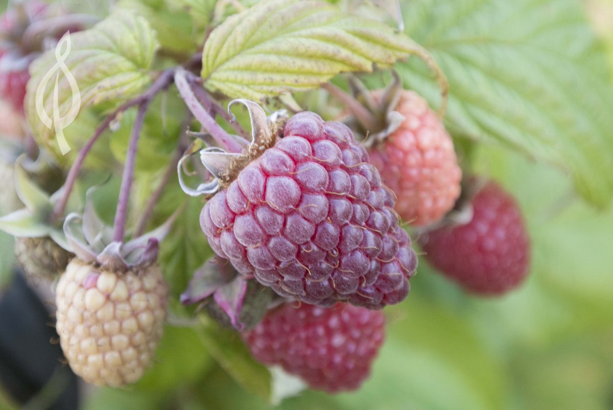 BerryBuddies's tweet photo. Raspberry Lifting has just begun so lets make #Polka #BerryOfTheWeek; bred by one of the world's foremost raspberry breeders, Dr Jan Danek 🤗 https://t.co/gUozW8WGqr