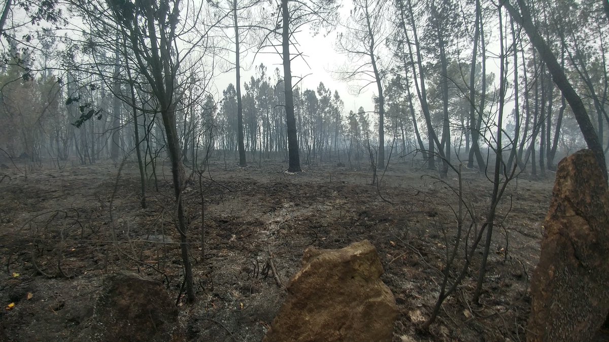 AlbertoDecea's tweet photo. Paseo matinal para ver como quedou o monte tralo lume #ArdeGalicia #concellodecea https://t.co/AmzC7tcrHO