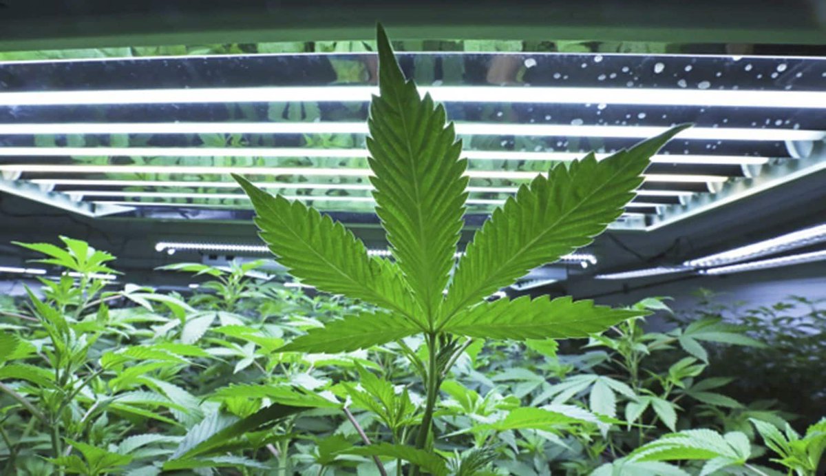 votehemp's tweet photo. Progress! The World Anti Doping Agency (WADA) removed CBD from list of prohibited substances! https://t.co/1puKqhjHuD #votehemp #hempheals https://t.co/VN0opV5OnF