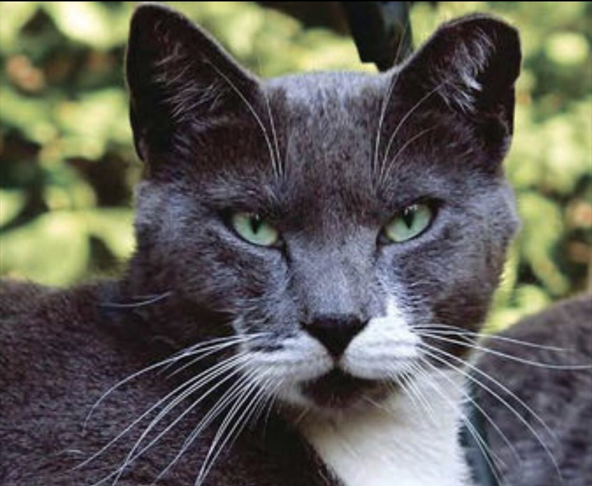 MarilynRussell's tweet photo. Good day to help agencies who rescue/assist feral cats @catshackrescue cause today’s #feralcatday #macfund #catshack #rescue https://t.co/kDqPu2ZNlh