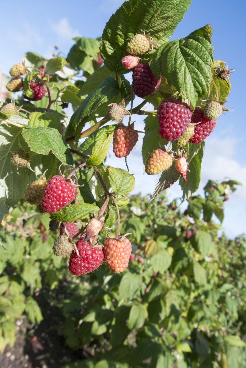 BerryBuddies's tweet photo. Polka produces masses of top quality fruit: Experiments have shown the variety to yield 2.5kg per plant in ideal conditions😄 #BerryOfTheWeek https://t.co/xc6ayxinZZ