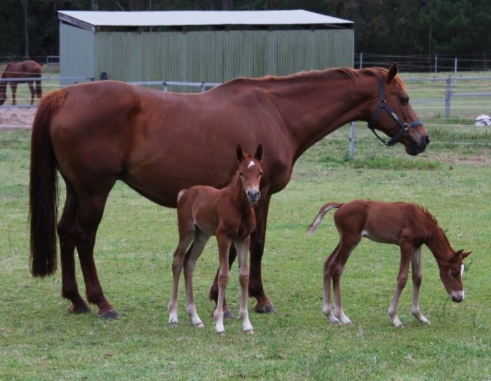 We had TWINS!

Foals that is... Moonbeam and Twilight